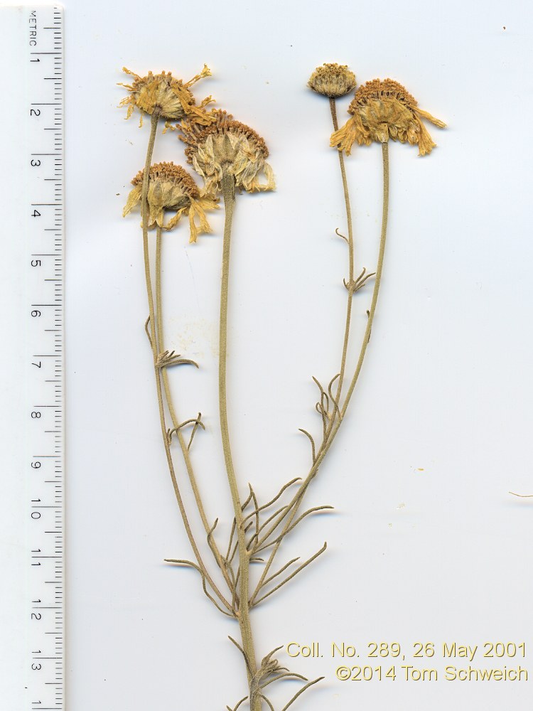 Asteraceae Hymenoxys cooperi