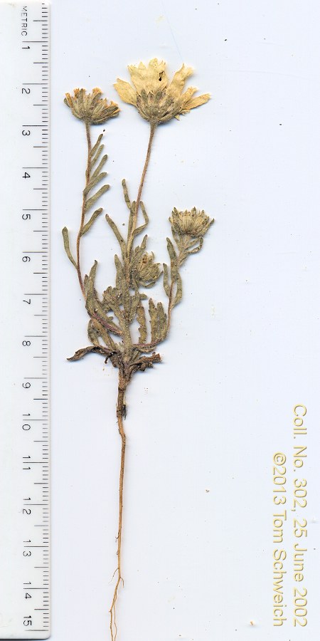 Asteraceae Layia platyglossa