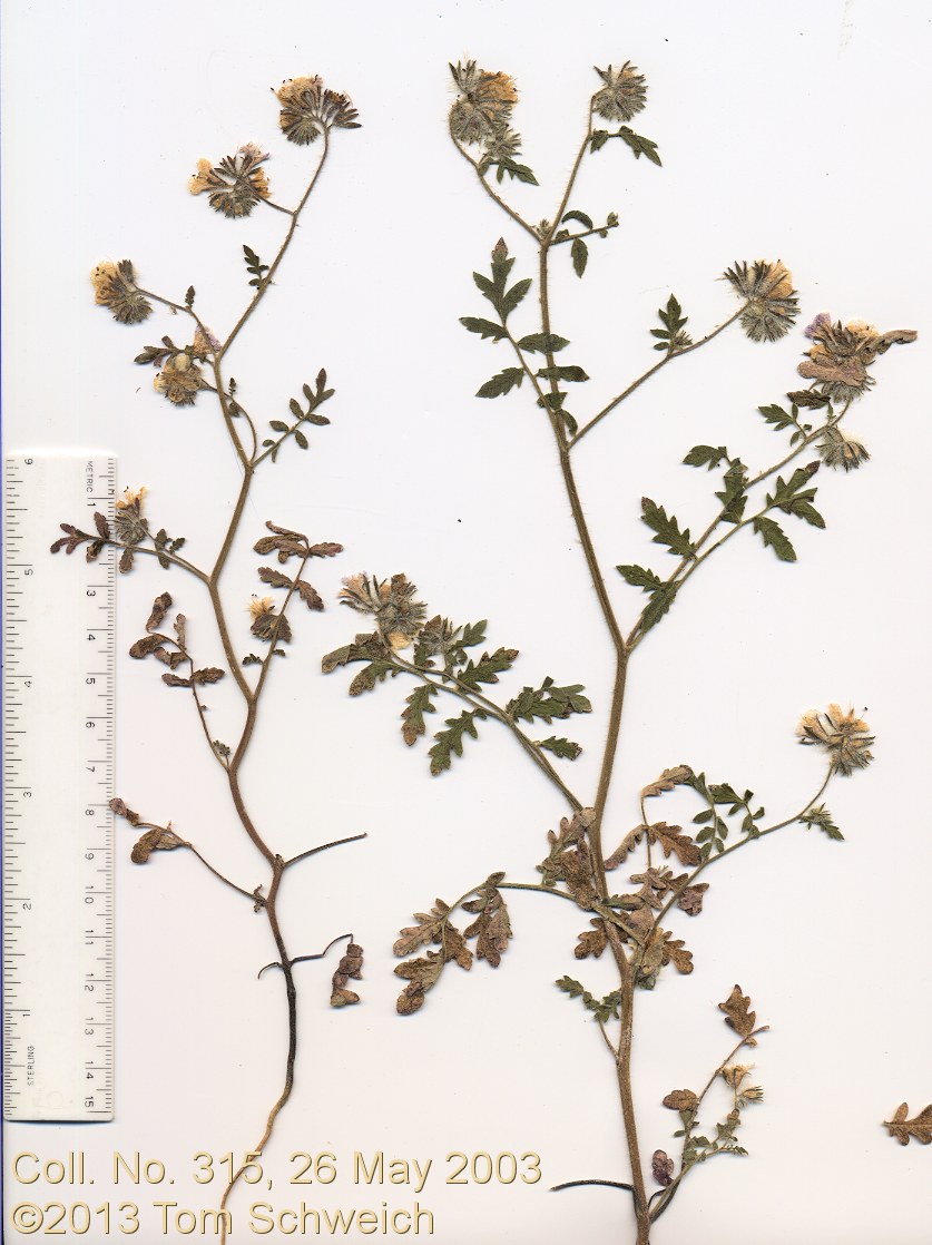 Boraginaceae Phacelia ramosissima
