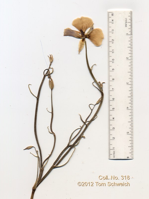 Liliaceae Calochortus kennedyi kennedyi