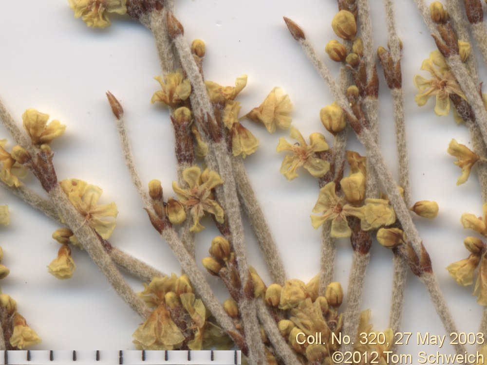 Polygonaceae Eriogonum nidularium