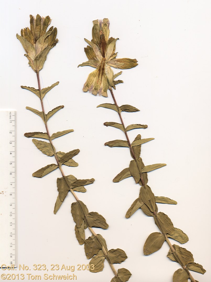 Gentianaceae Gentiana parryi