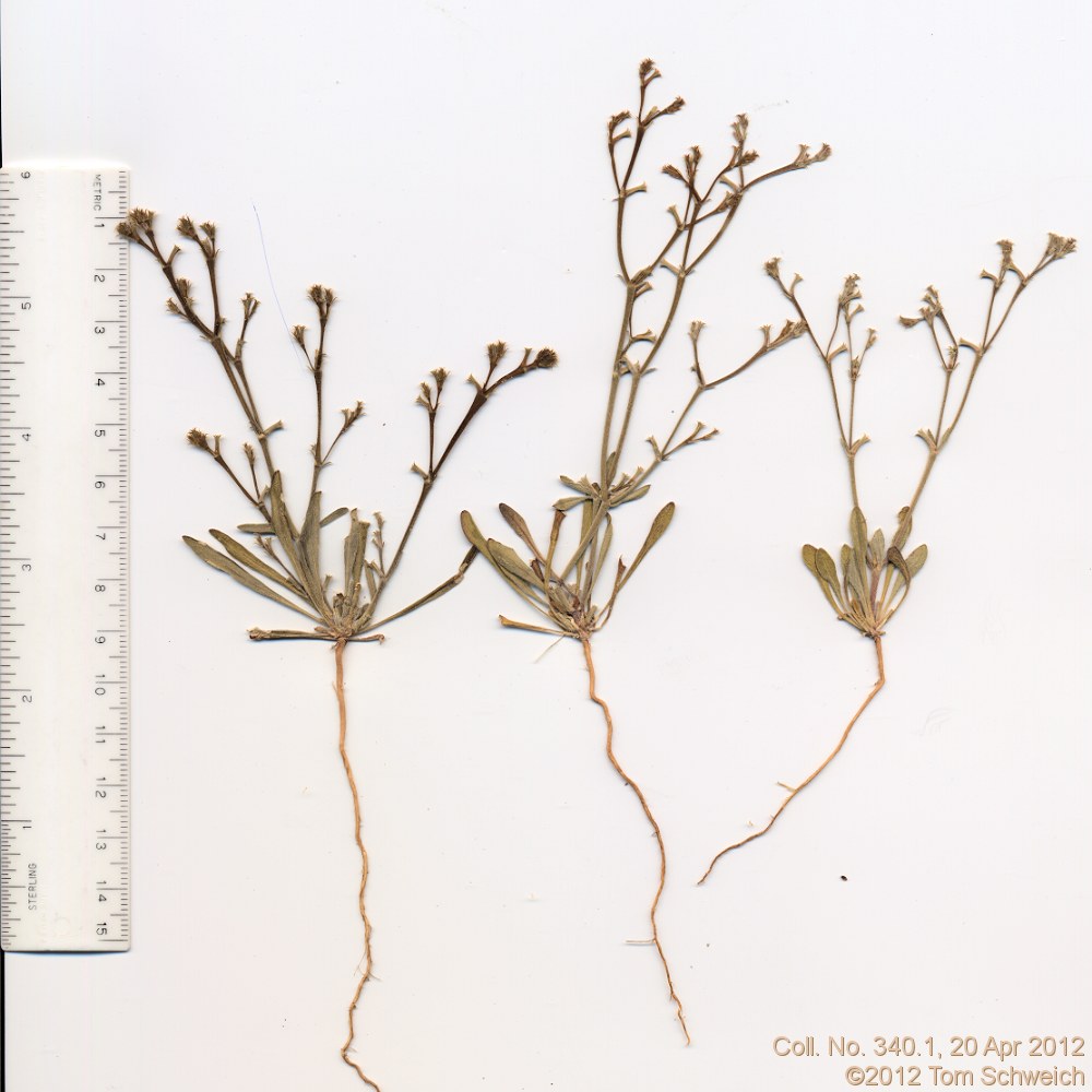 Polygonaceae Chorizanthe brevicornu brevicornu