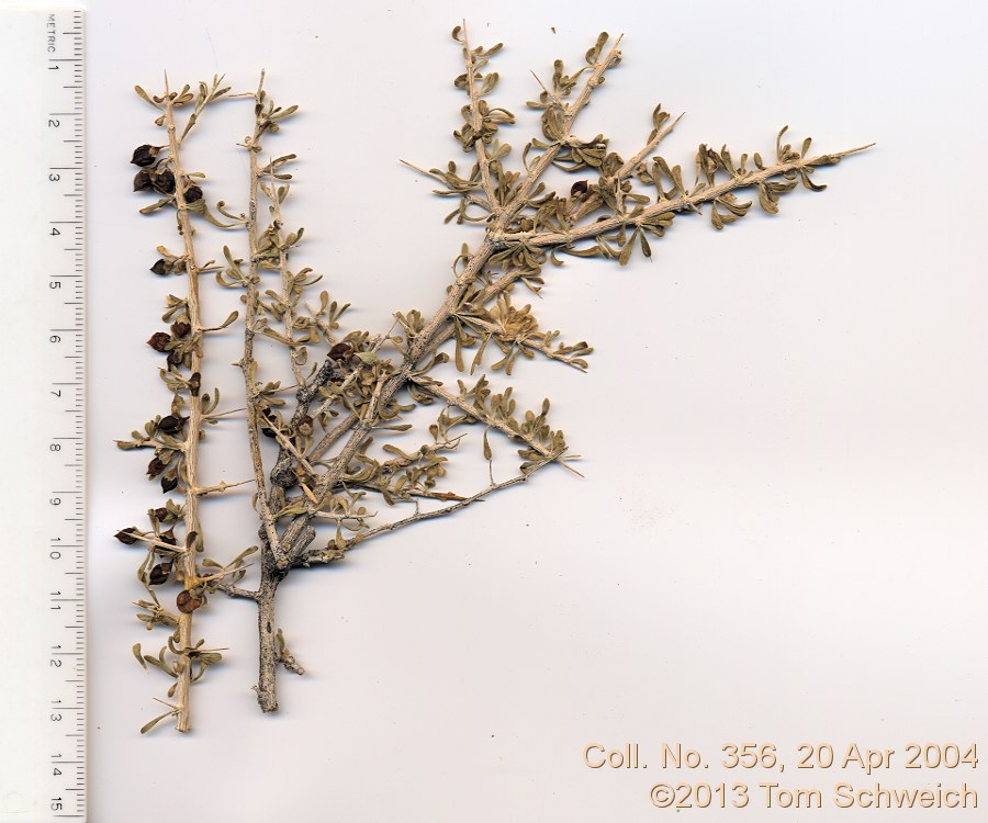 Solanaceae Lycium andersonii