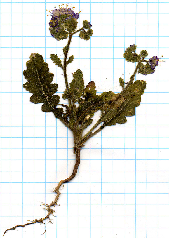 Boraginaceae Phacelia crenulata crenulata