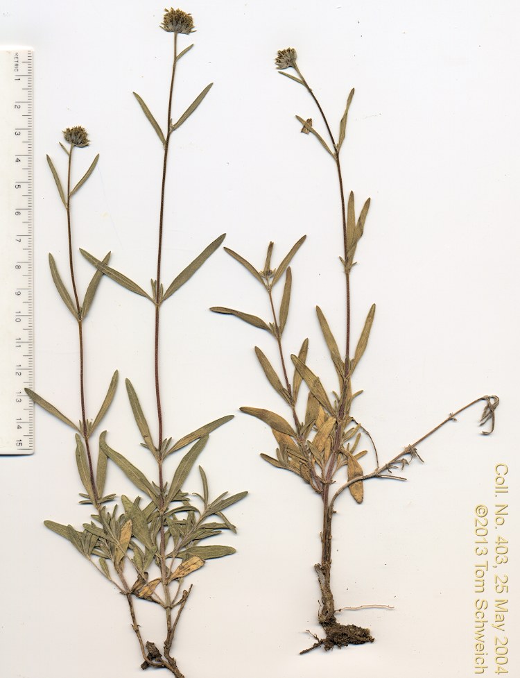 Asteraceae Heliomeris multiflora nevadensis
