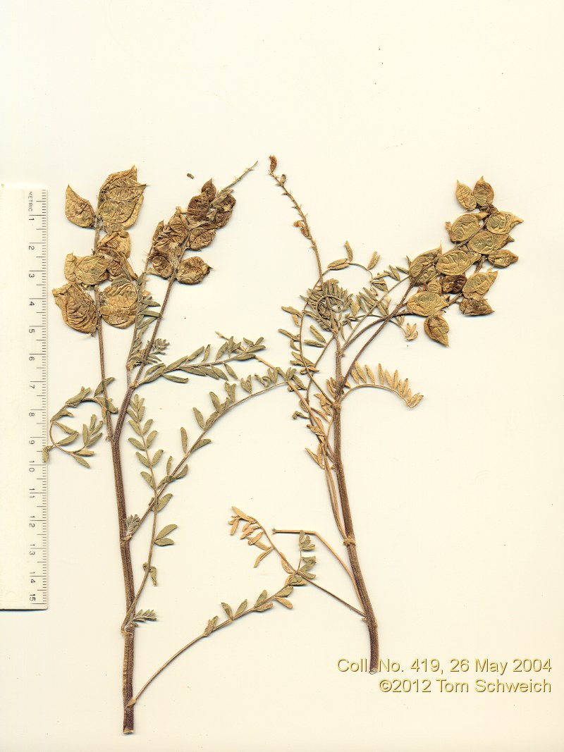 Fabaceae Astragalus lentiginosus fremontii