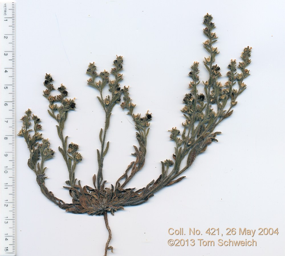 Boraginaceae Lappula redowskii cupulata