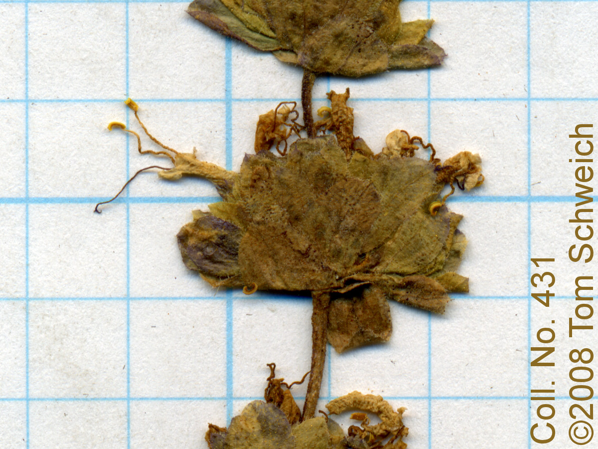 Lamiaceae Salvia dorrii dorrii