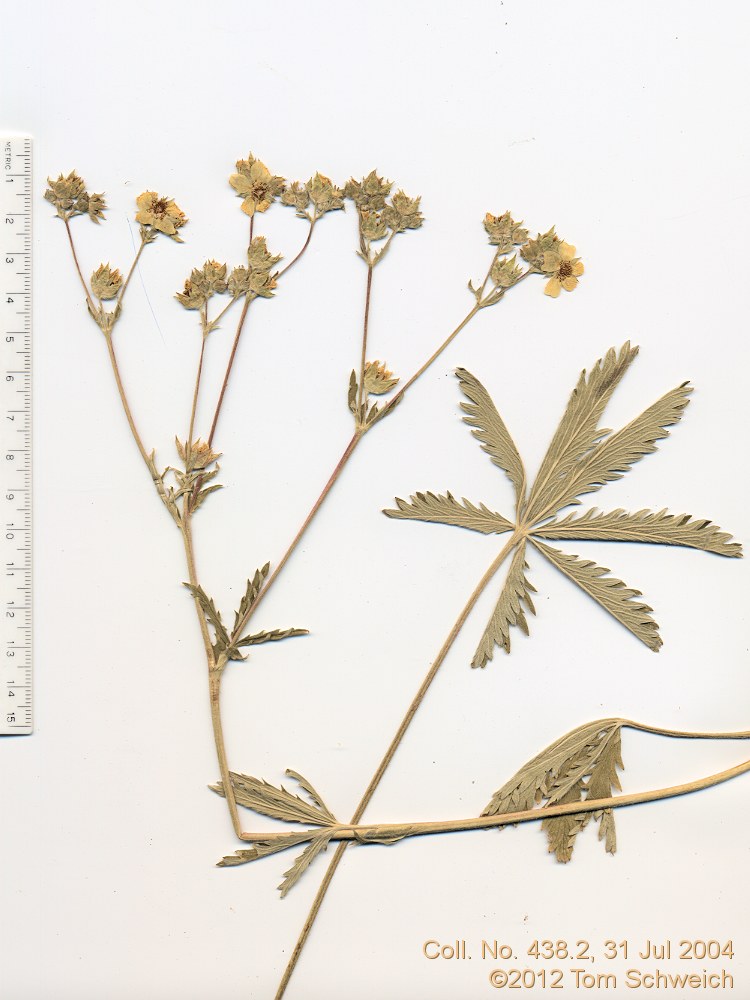 Rosaceae Potentilla gracilis fastigiata