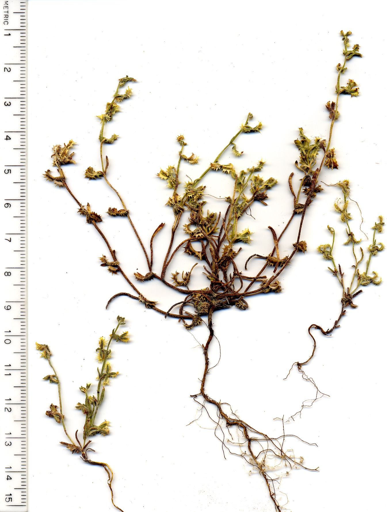 Boraginaceae Pectocarya platycarpa