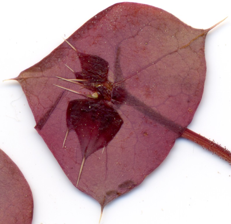 Oxytheca, Polygonaceae