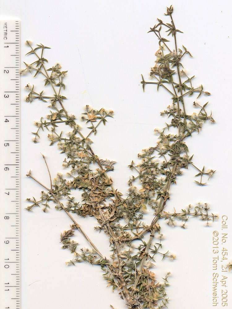 Rubiaceae Galium stellatum