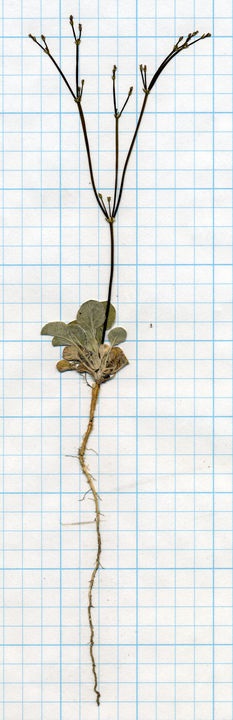 Polygonaceae, Eriogonum