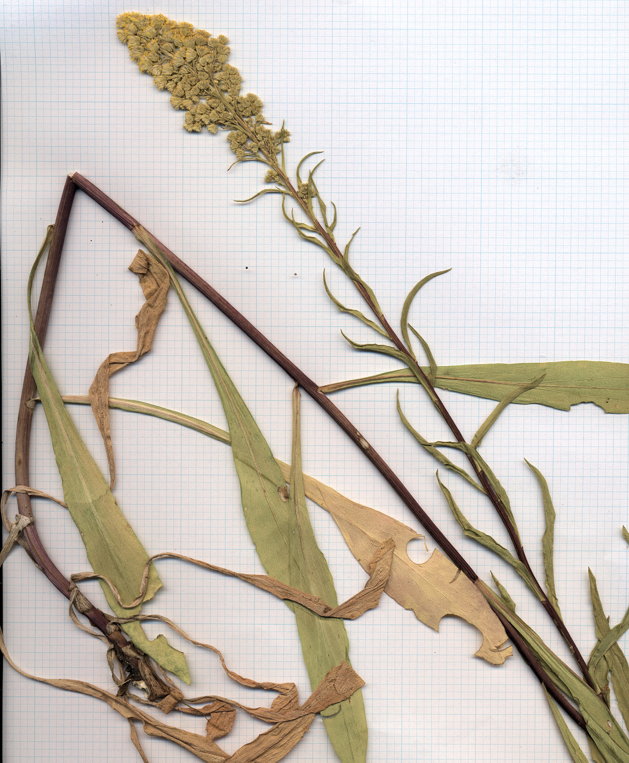 Asteraceae Solidago spectabilis