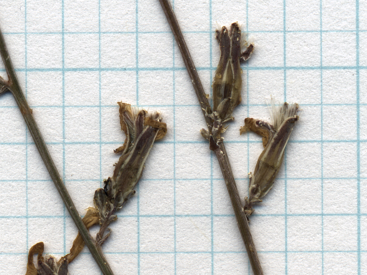 Asteraceae Stephanomeria exigua exigua