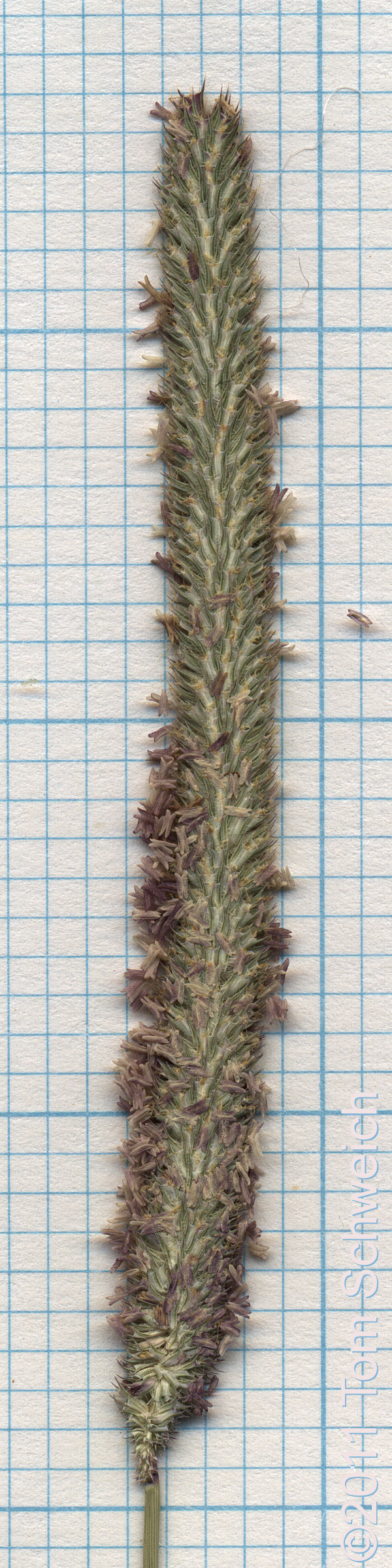 Poaceae Phleum pratense