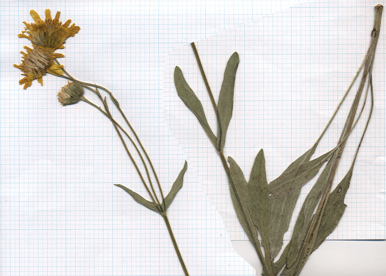 Asteraceae Arnica chamissonis