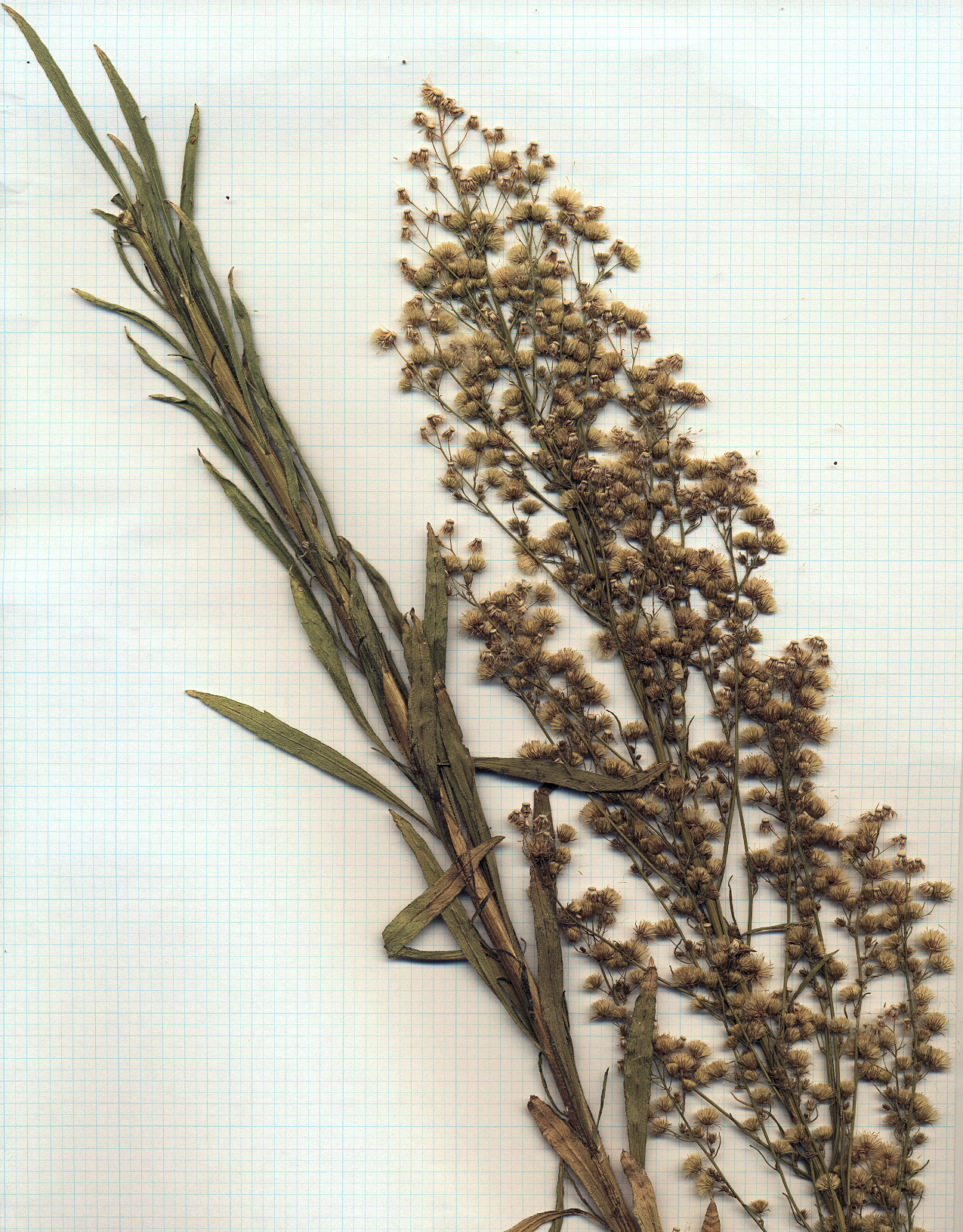 Asteraceae Conyza