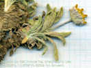 Full Size Image