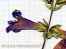 Full Size Image