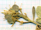 Full Size Image