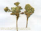 Full Size Image
