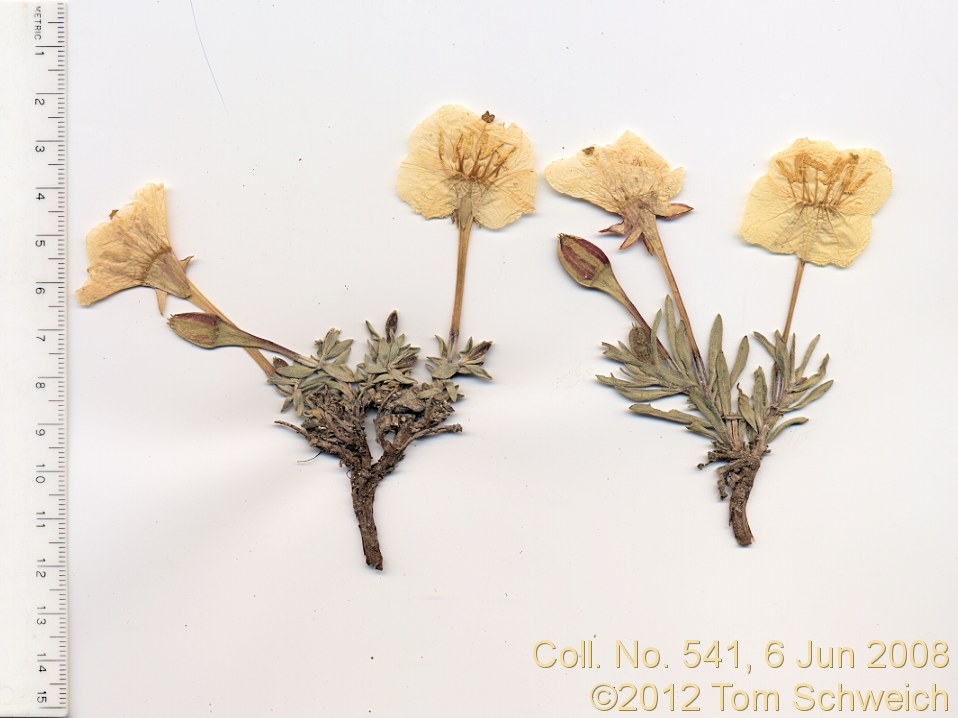 Onagraceae Calylophus lavandulifolius