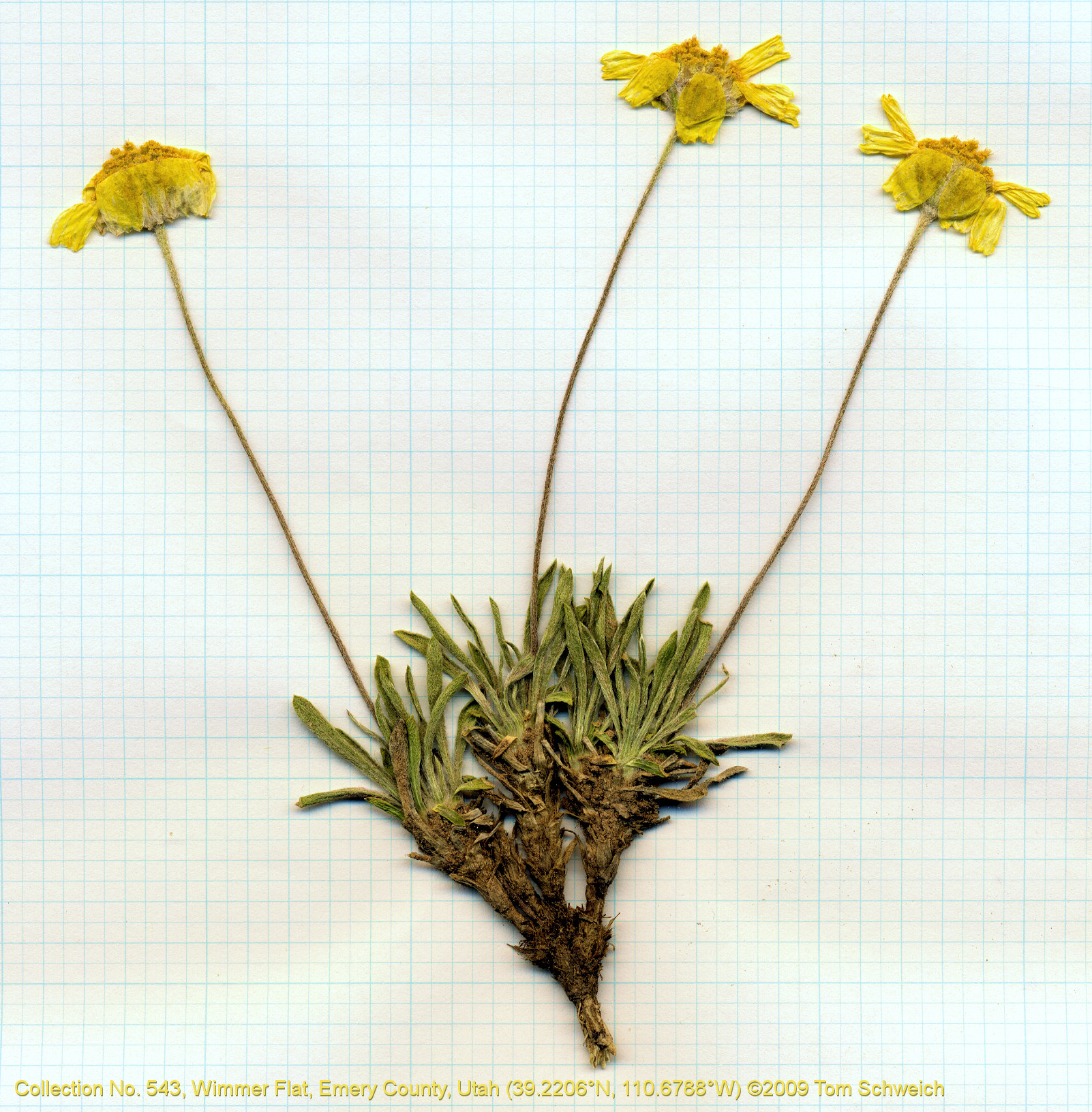 Asteraceae Tetraneuris acaulis arizonica