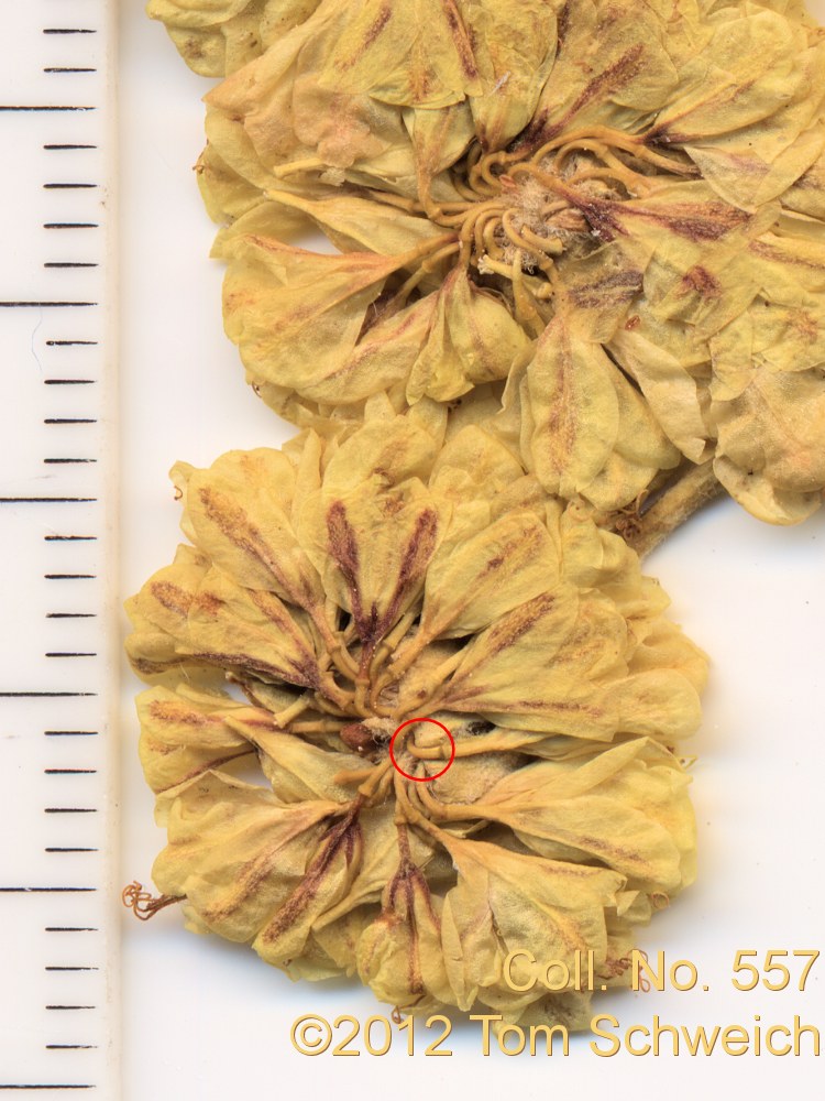 Polygonaceae Eriogonum umbellatum nevadense