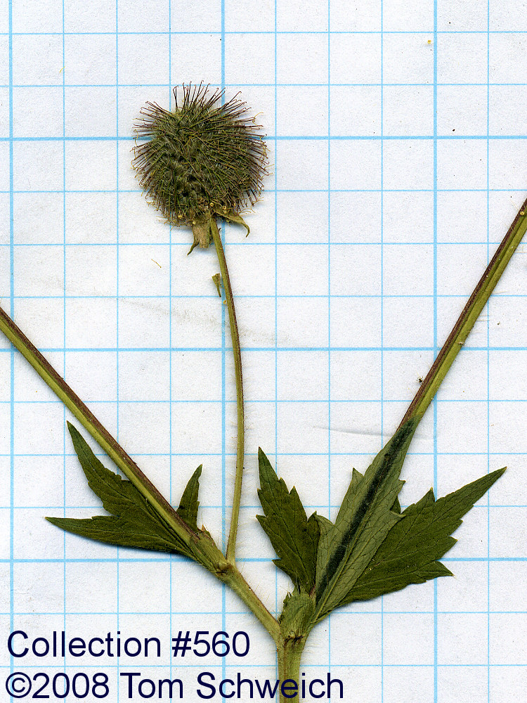 Rosaceae Geum macrophyllum