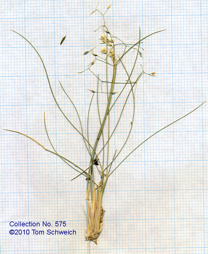 Poaceae Achnatherum hymenoides