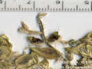 Full Size Image
