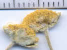 Full Size Image