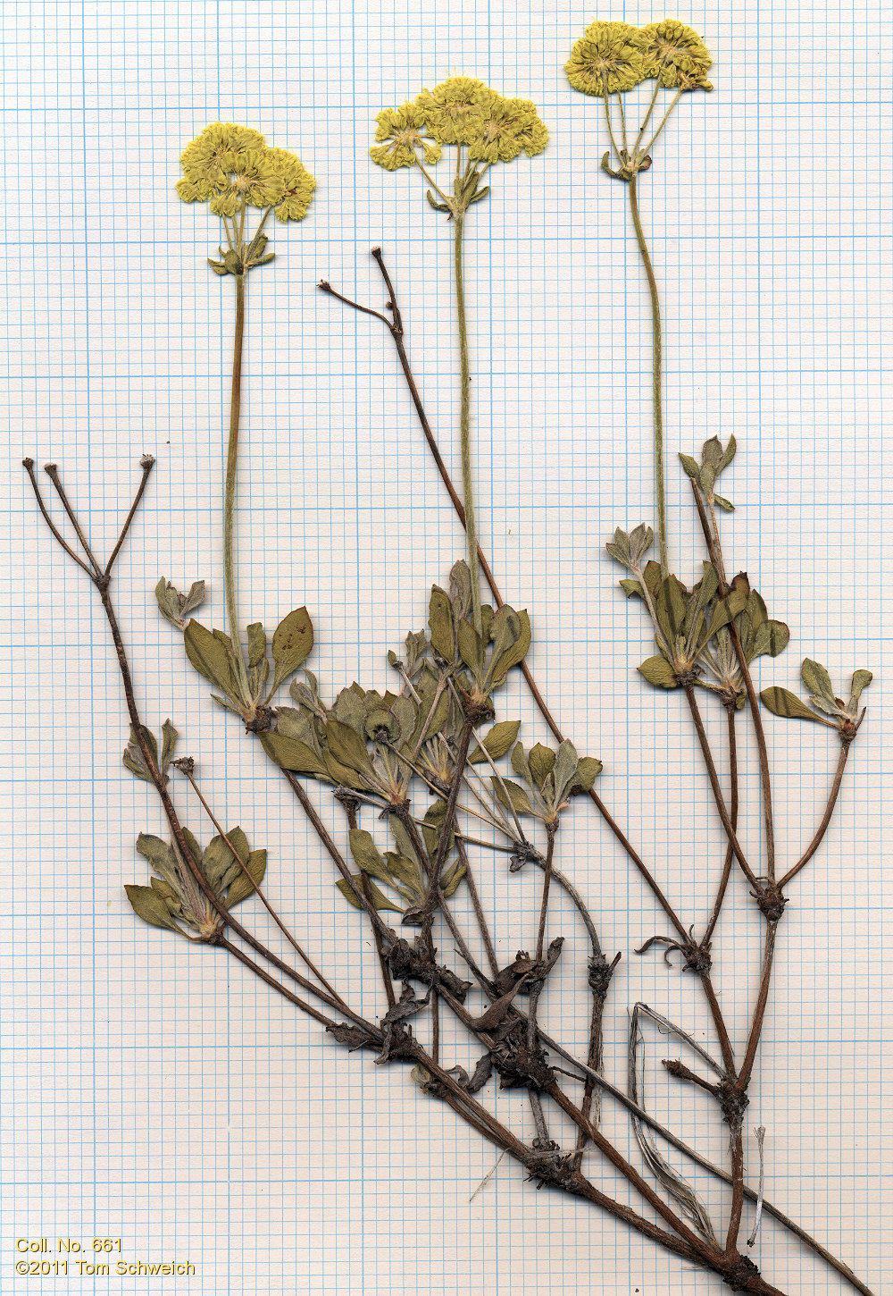 Polygonaceae Eriogonum umbellatum nevadense