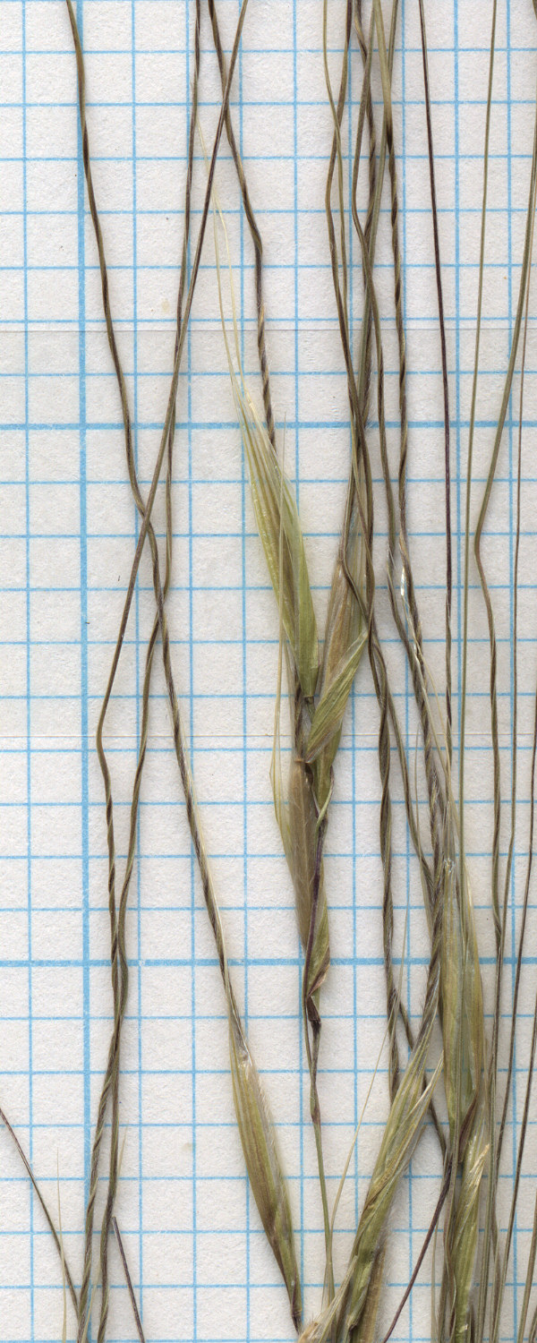 Poaceae Stipa comata comata