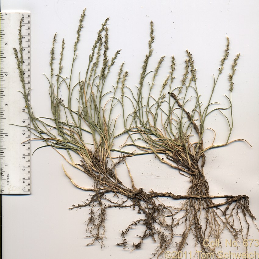 Poaceae Muhlenbergia richardsonis