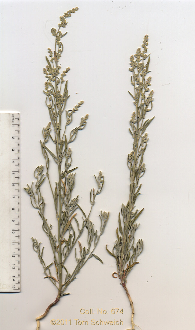 Chenopodiaceae Chenopodium leptophyllum