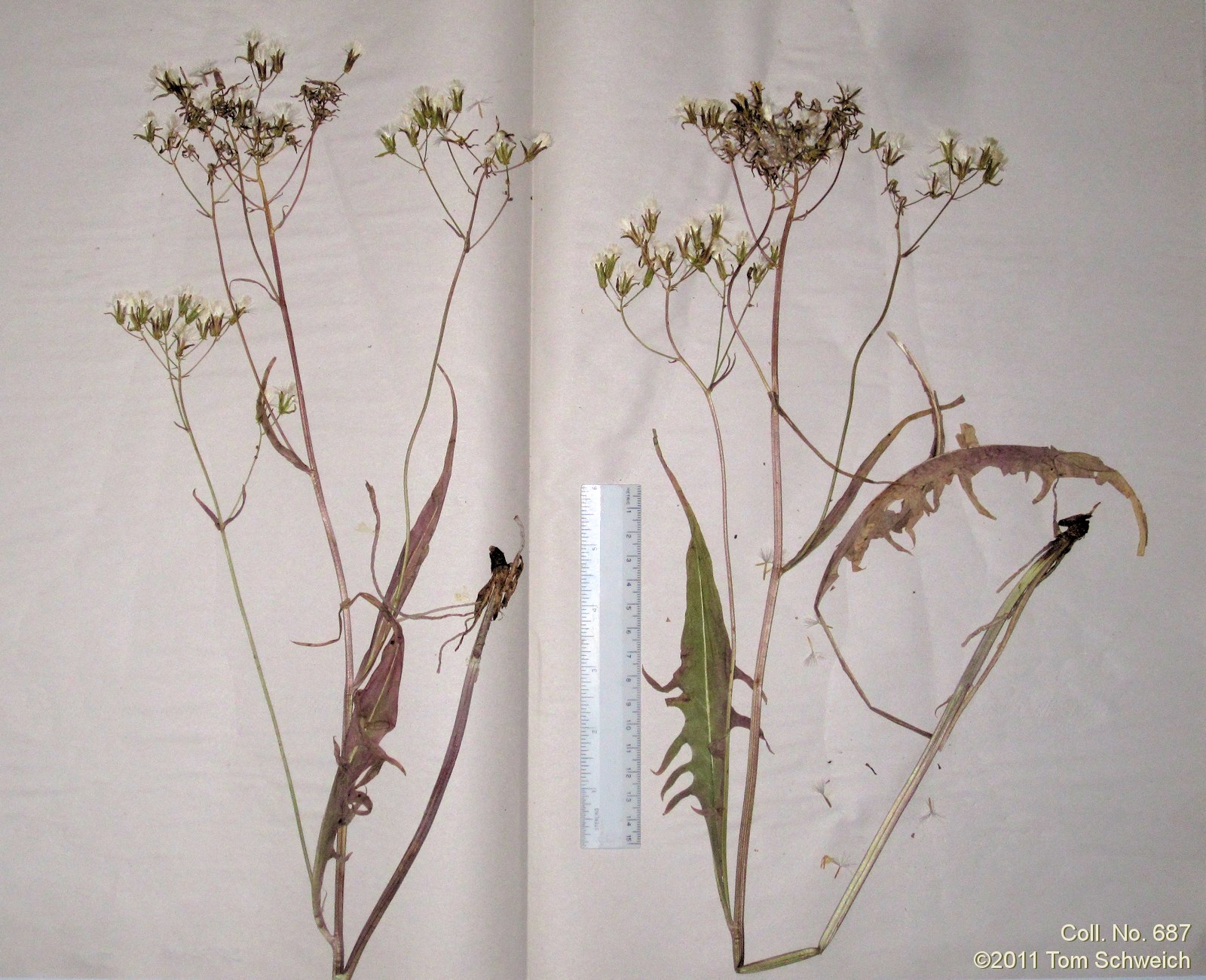 Asteraceae Crepis intermedia