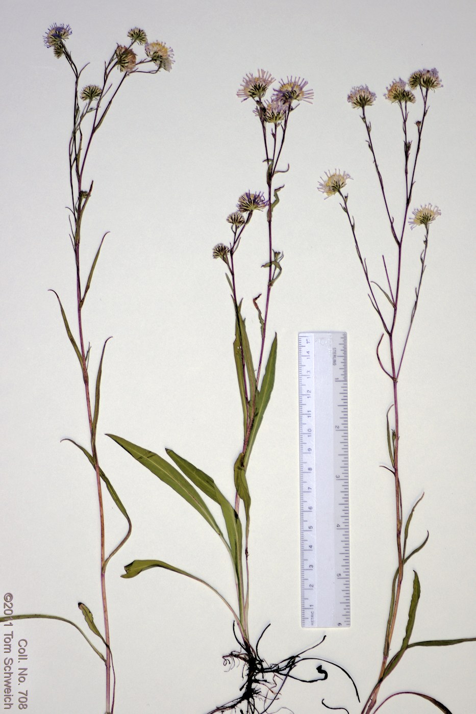 Asteraceae, Symphyotrichum spathulatum spathulatu