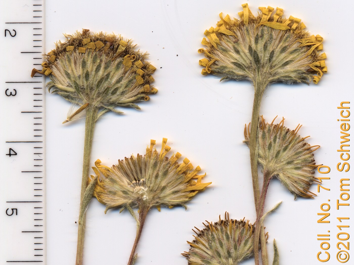 Asteraceae Pyrrocoma racemosa paniculata