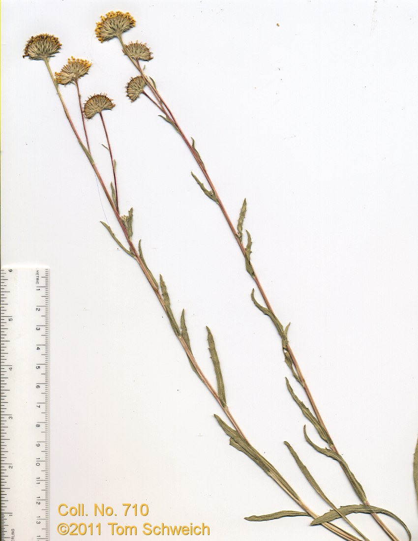 Asteraceae Pyrrocoma racemosa paniculata