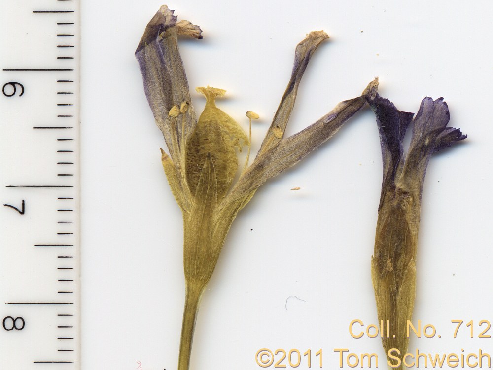 Gentianaceae Gentianopsis simplex