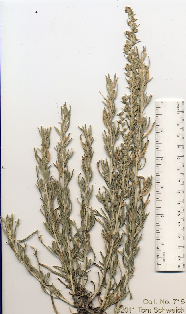 Asteraceae Artemisia cana bolanderi