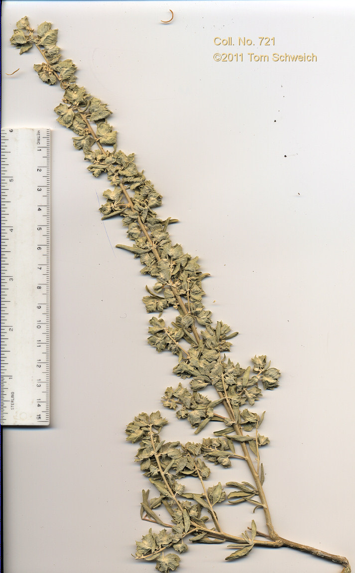 Chenopodiaceae Atriplex canescens
