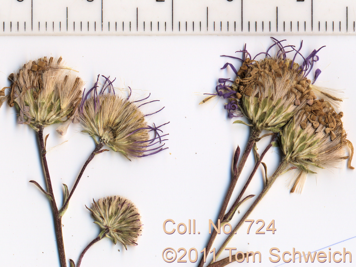 Asteraceae Symphyotrichum lanceolatum hesperium