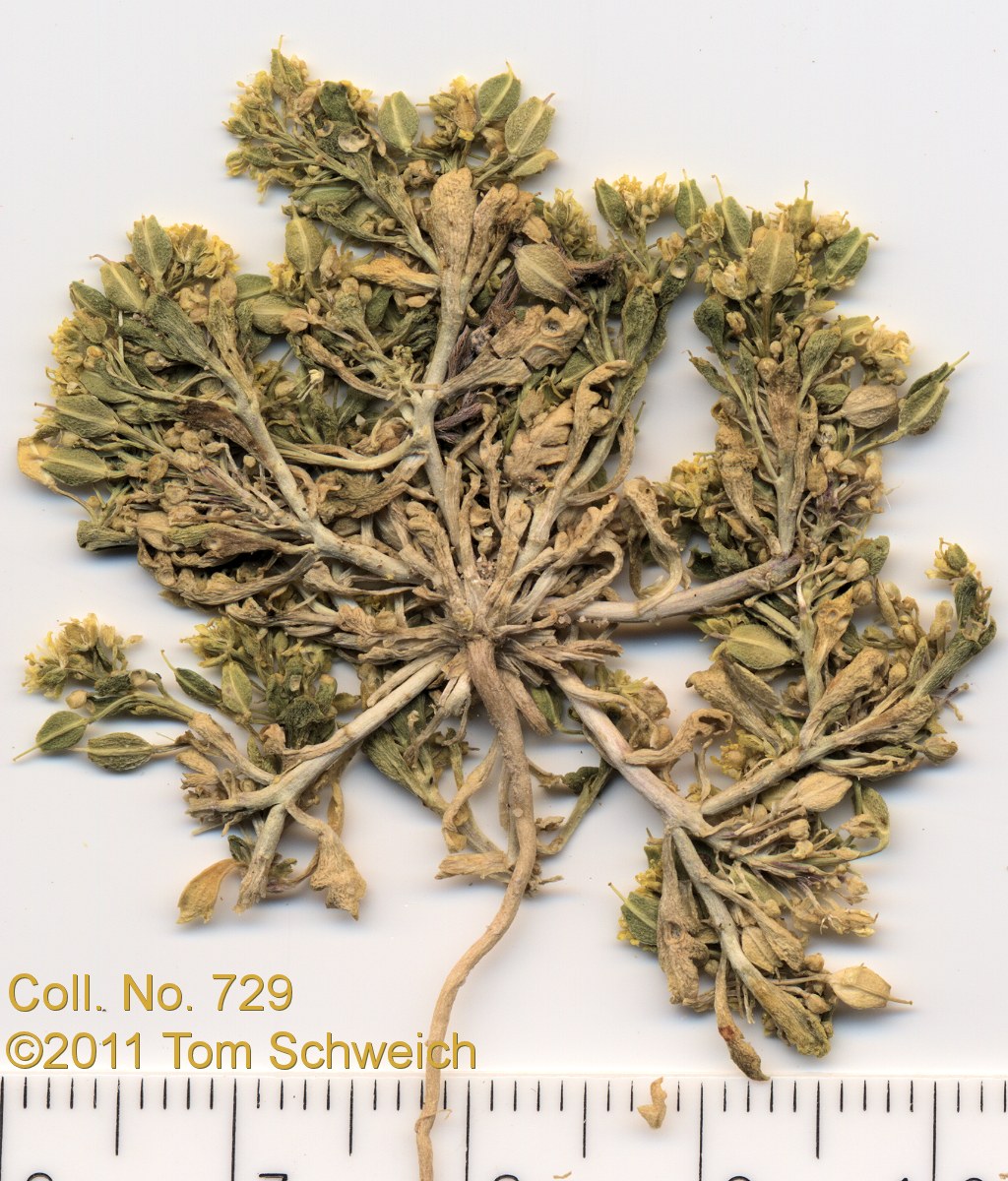 Brassicaceae Lepidium flavum