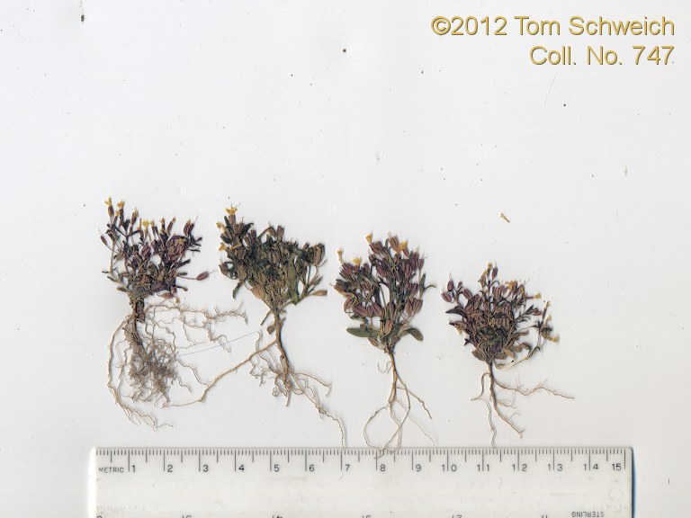 Phyrmaceae Mimulus suksdorfii