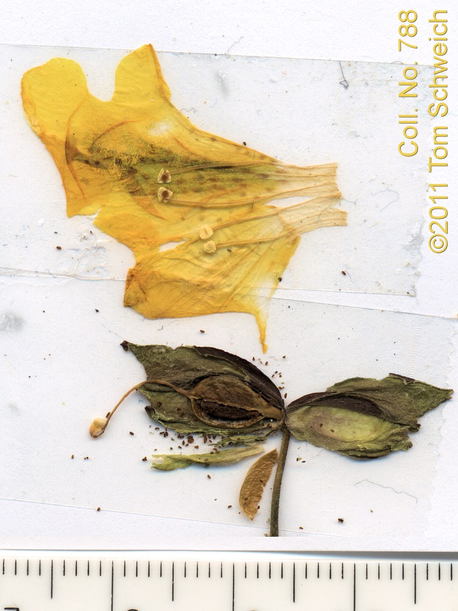 Phyrmaceae Mimulus guttatus