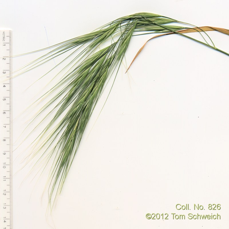 Poaceae Bromus diandrus